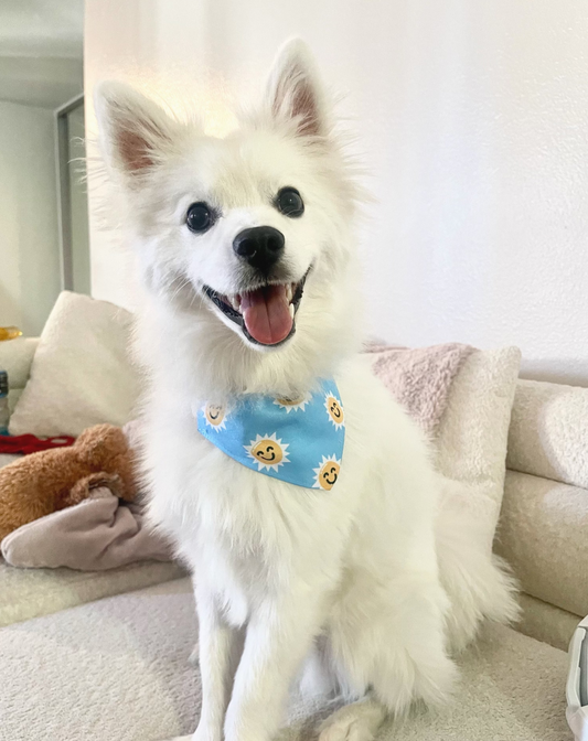 Summer Sun Dog/Cat Bandana Collar