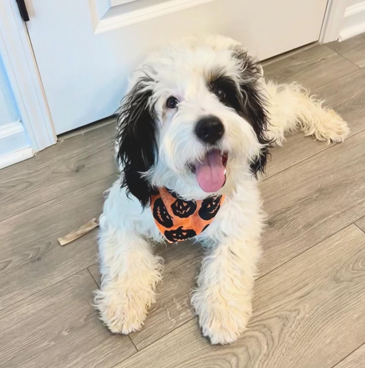 Jack o Lantern Dog/Cat Dog Bandana Collar