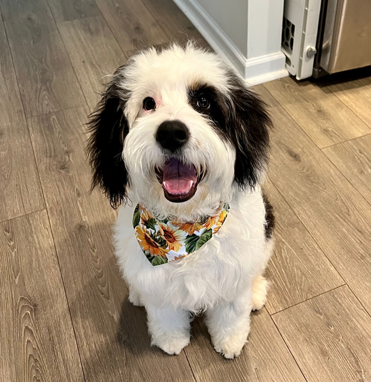 Sunflower Pet Bandana Collar